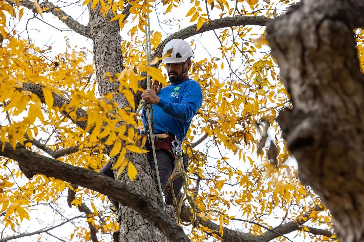 Skilled Tree Pruning crew working in Kendallville
