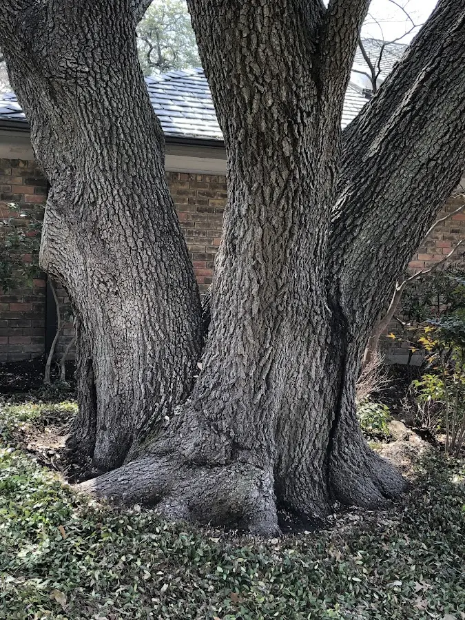 Mature heritage tree close to a Kendallville property cared for by certified arborists
